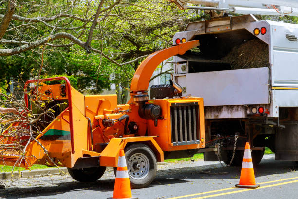 The Steps Involved in Our Tree Care Process in Freeland, MI